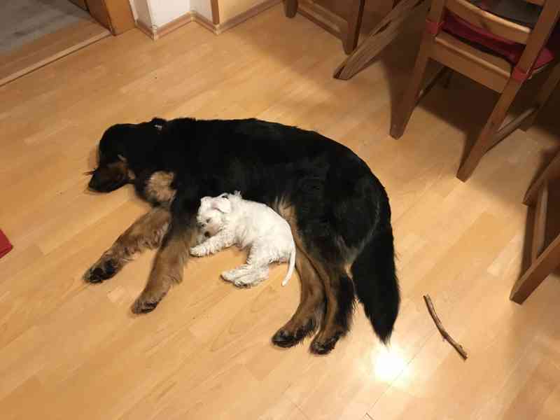 Knírač malý bílý - štěňátka s PP - foto 25