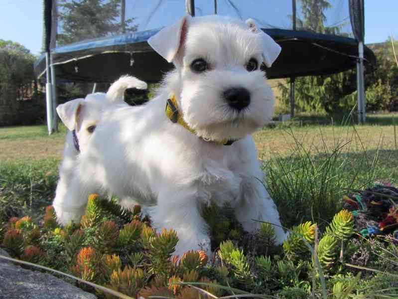 Knírač malý bílý - štěňátka s PP - foto 14