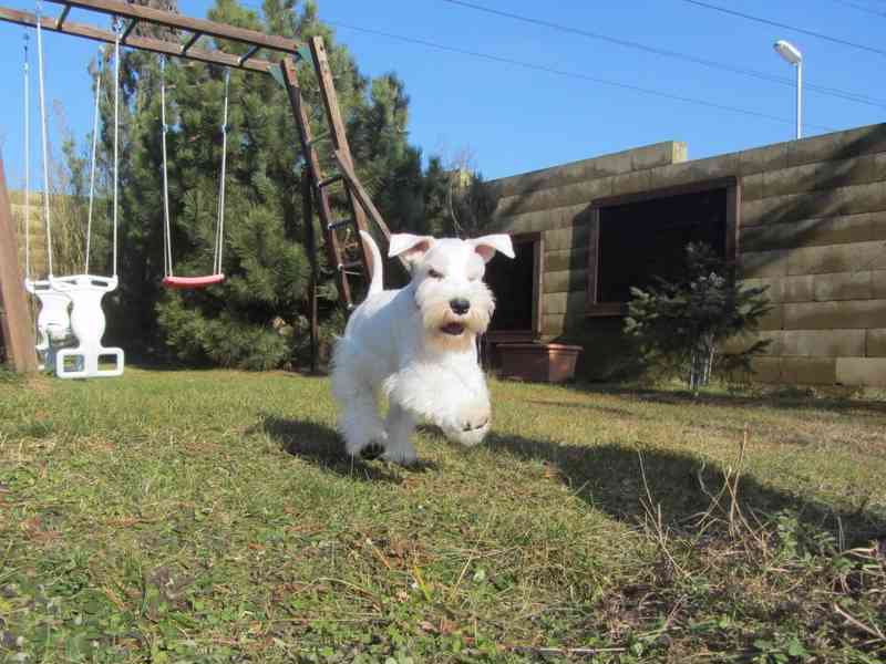 Knírač malý bílý - štěňátka s PP - foto 22