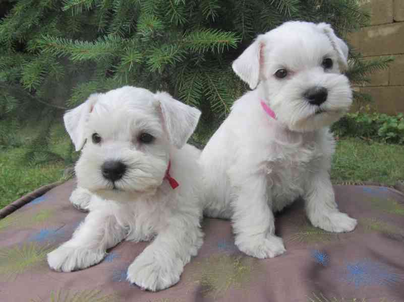 Knírač malý bílý - štěňátka s PP - foto 20