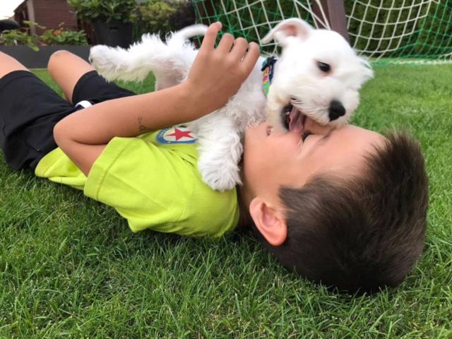 Knírač malý bílý - štěňátka s PP - foto 6