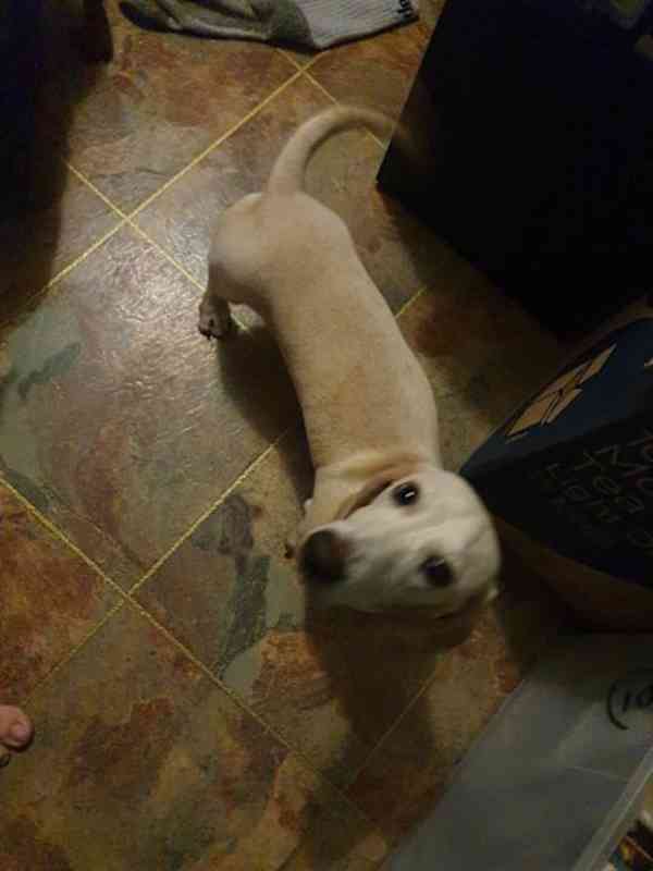puppy
