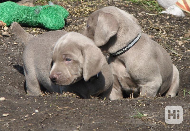 Štěňata výmarského ohaře Roztomilá a milá štěňata výmarského - foto 1