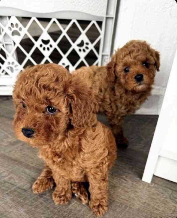 Štěňata toy pudla (samec a samice) v perfektní kvalitě