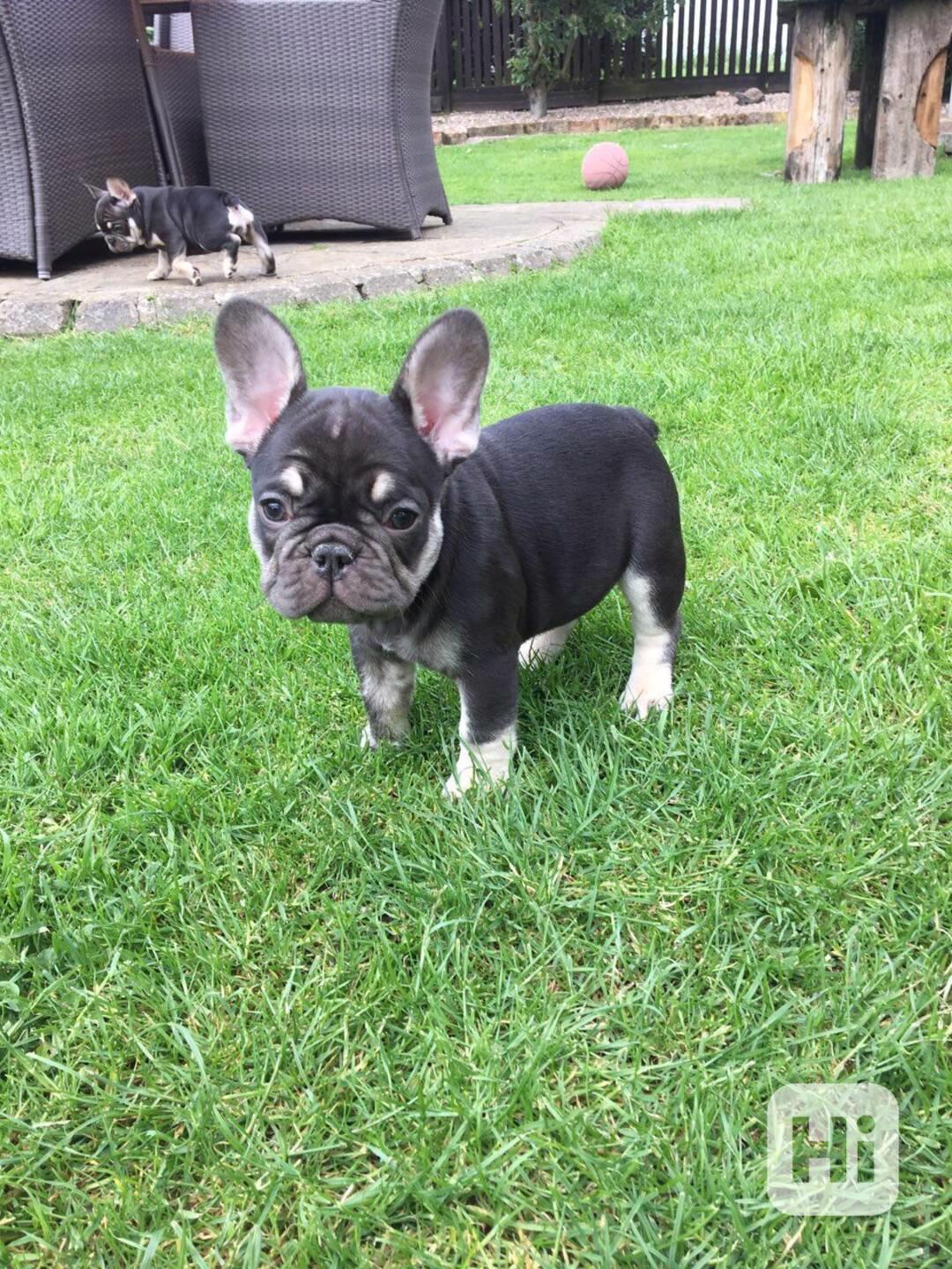 Štěňata francouzského buldočka k dispozici - foto 1