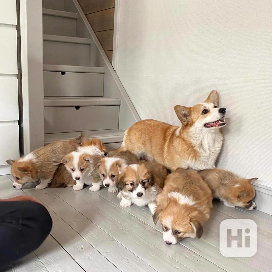 Štěňata velšského corgi pembroke - foto 1