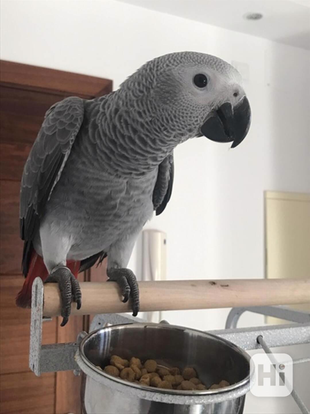 Papoušci šedí k adopci. - foto 1