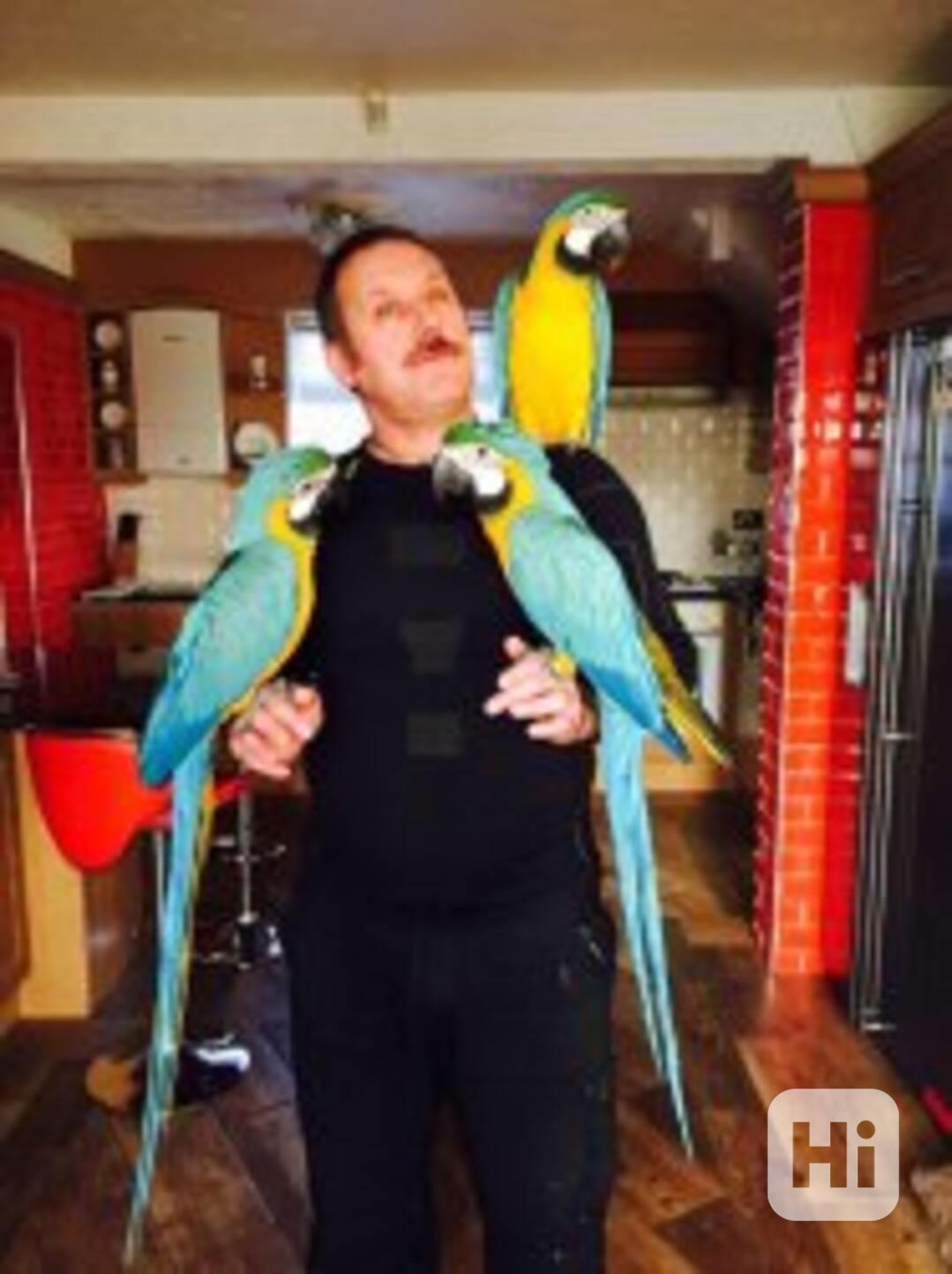 Ohromující mluvící modrozlatý ara - foto 1