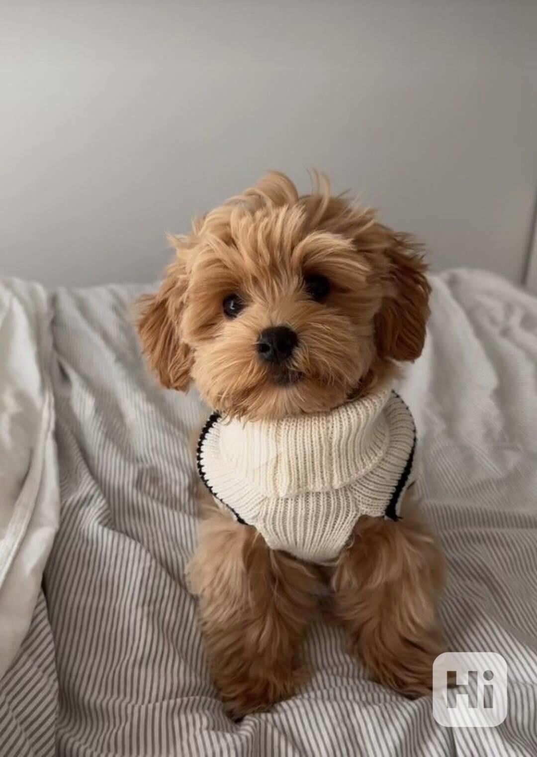 Máme na prodej štěňátka Maltipoo - foto 1