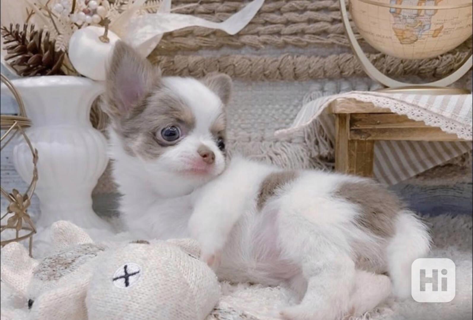 Úžasná štěňata čivav - foto 1