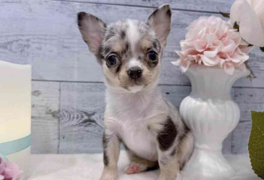 Úžasná štěňata čivav - foto 2