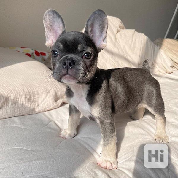 French bulldog - foto 1