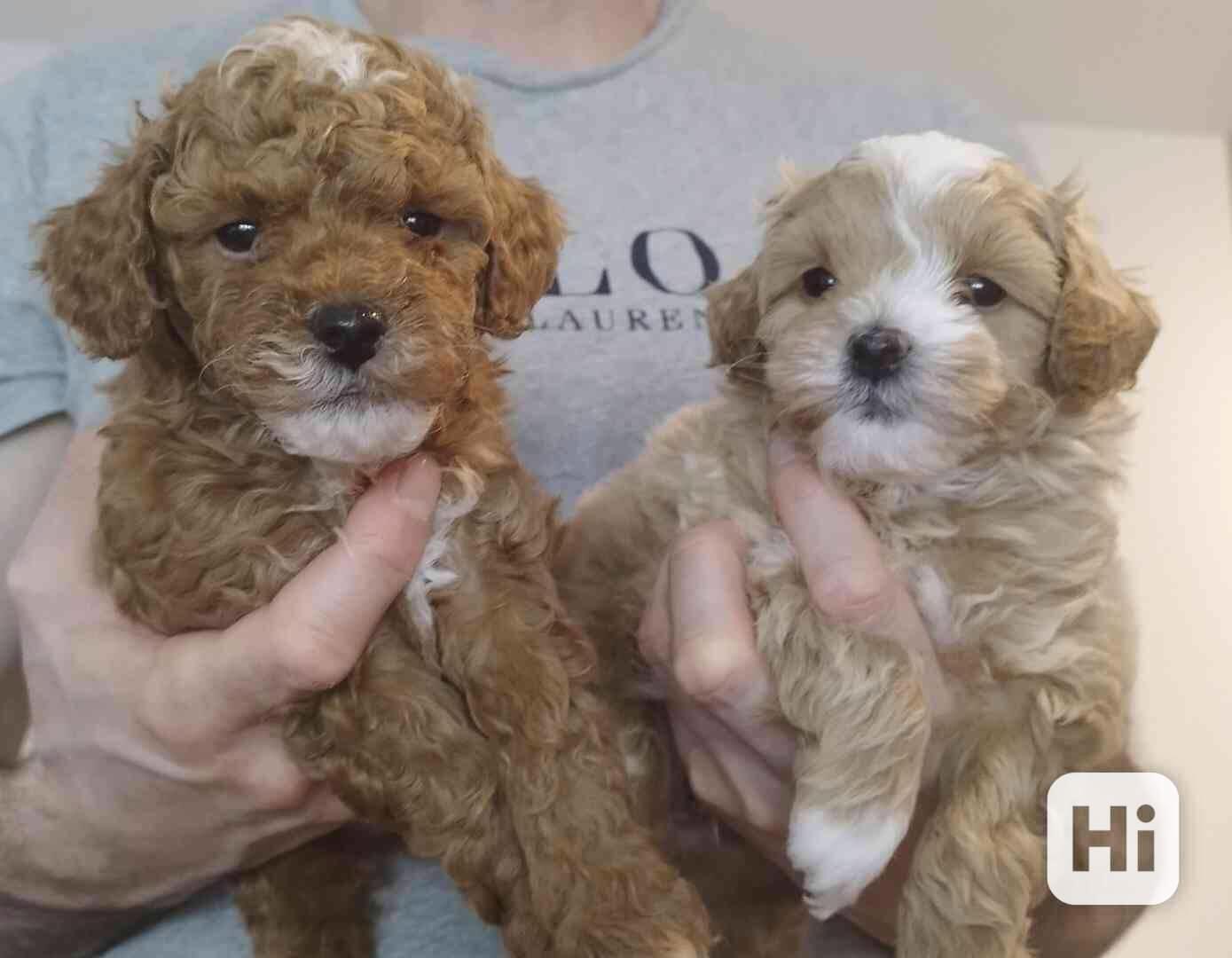 štěňátka Maltipoo - foto 1