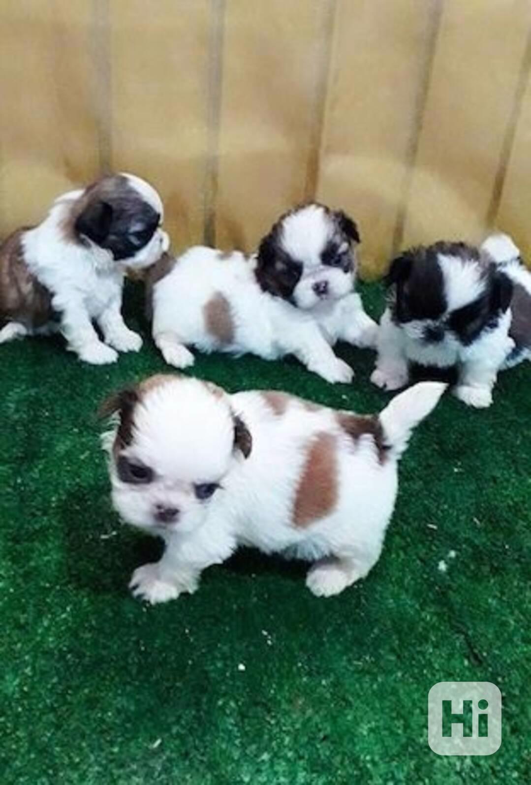 štěňata štěňata shitzu - foto 1