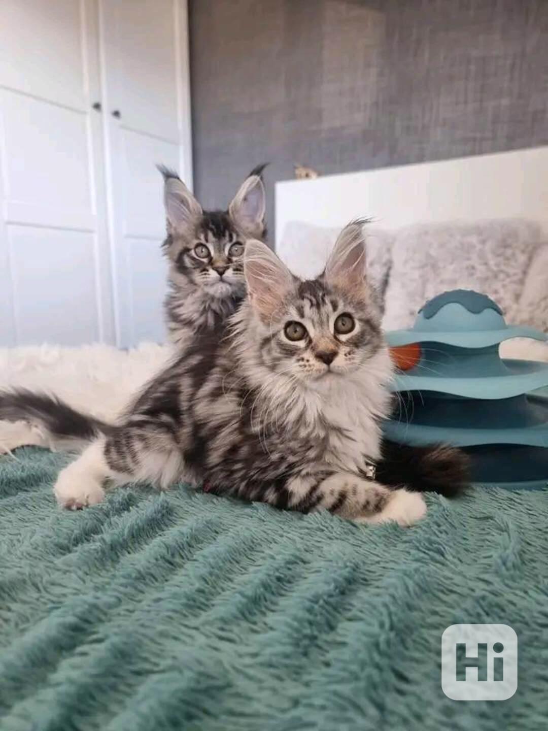 Rozkošná mainská mývalí koťátka nyní k bezplatné adopci - foto 1