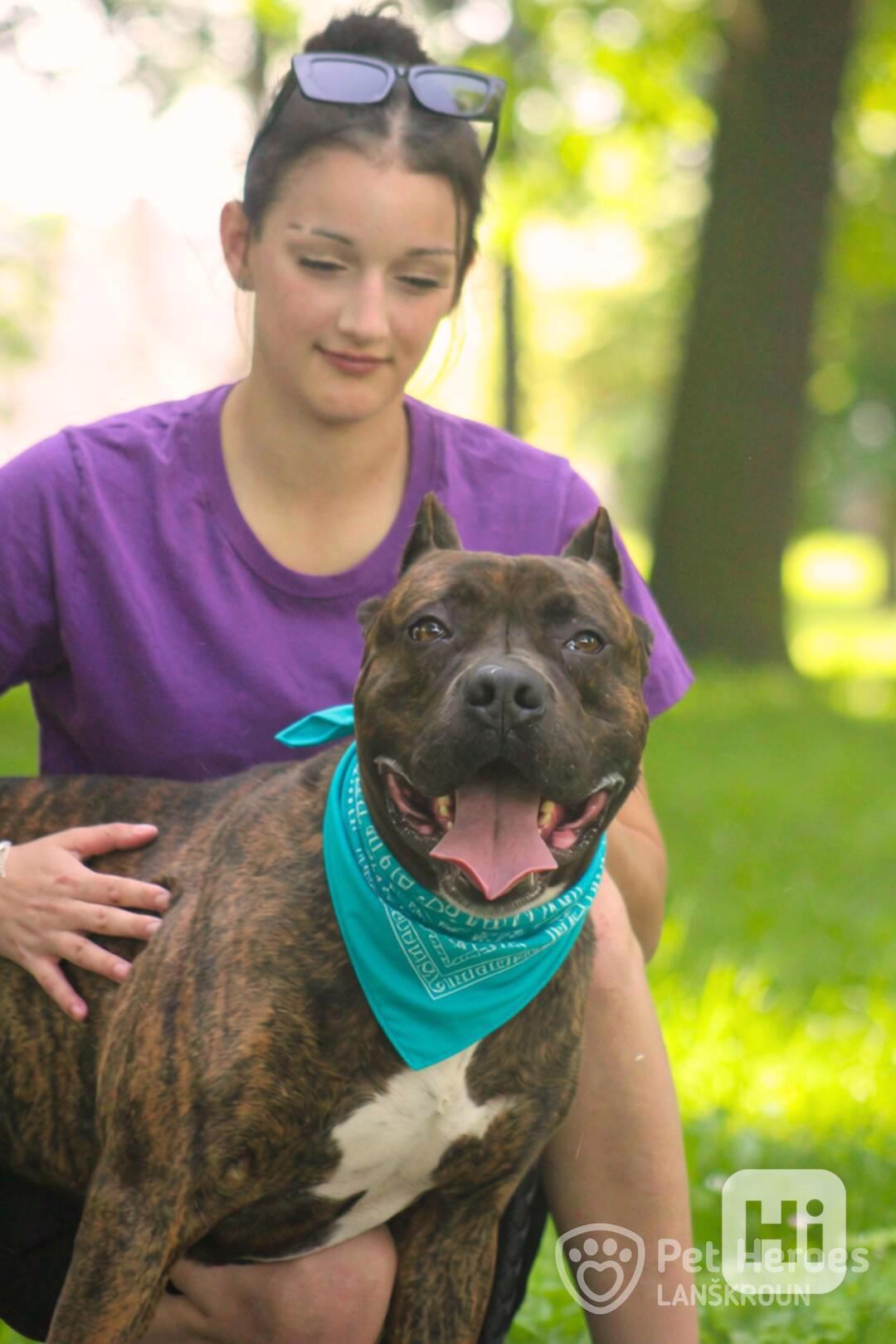 Sorbon ♥ krásný bandog hledá domov (moloss, bull) - foto 1