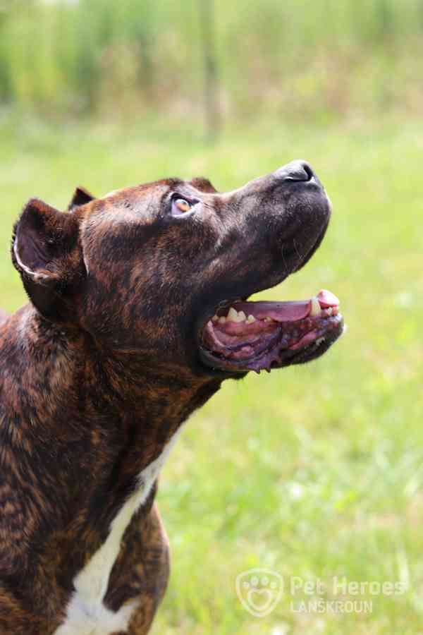 Sorbon ♥ krásný bandog hledá domov (moloss, bull) - foto 2