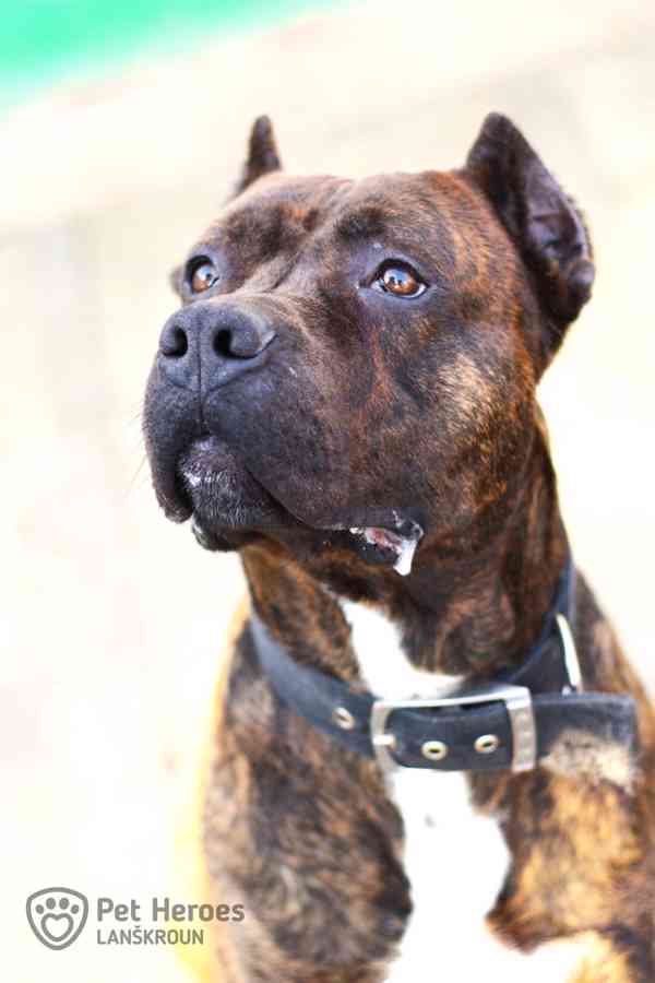 Sorbon ♥ krásný bandog hledá domov (moloss, bull) - foto 3