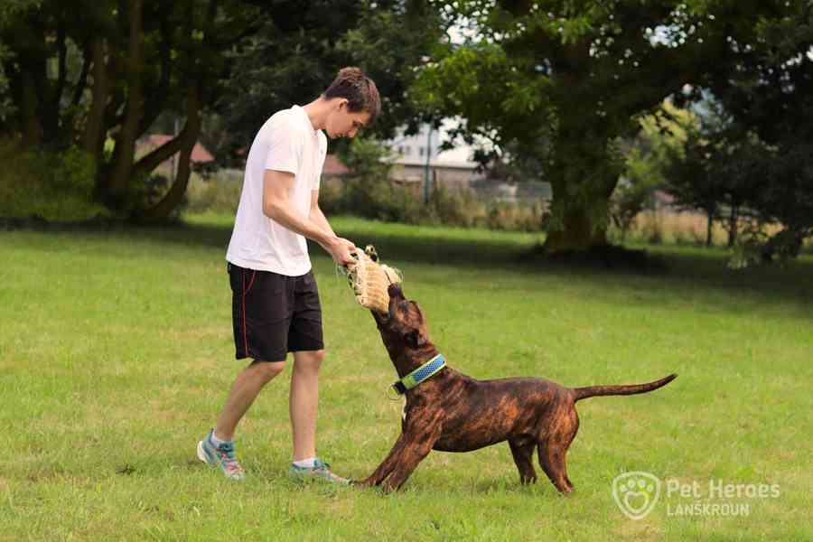 Sorbon ♥ krásný bandog hledá domov (moloss, bull) - foto 5