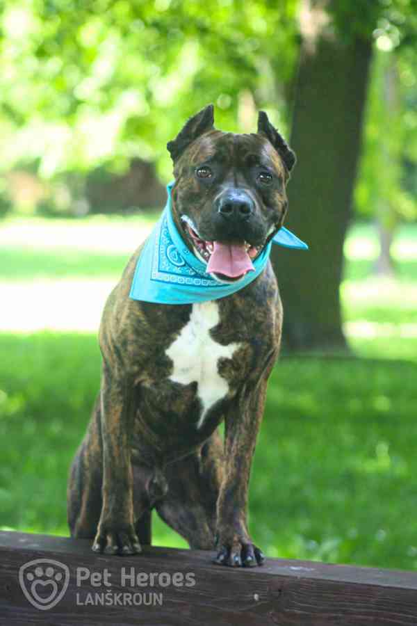Sorbon ♥ krásný bandog hledá domov (moloss, bull) - foto 4