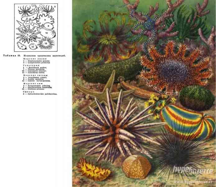 Kniha o mušlích,korálech,hvězdice,kraby,krevety - foto 5