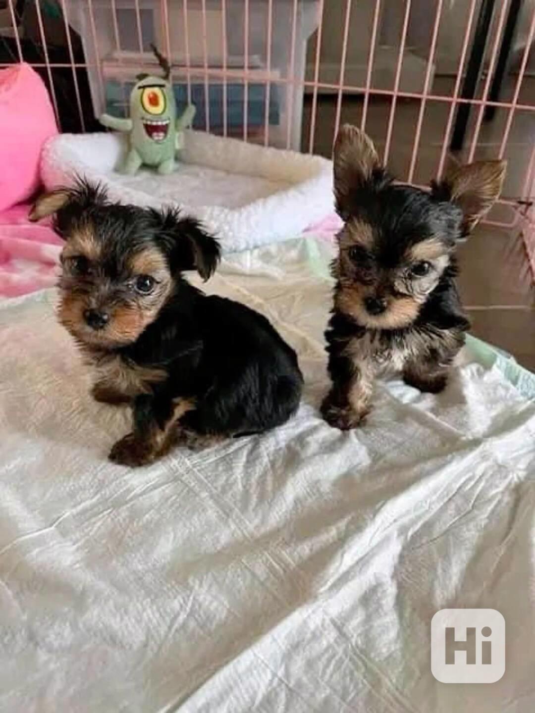 Dárek zdarma Dvě štěňata Yorkie k adopci zdarma - foto 1