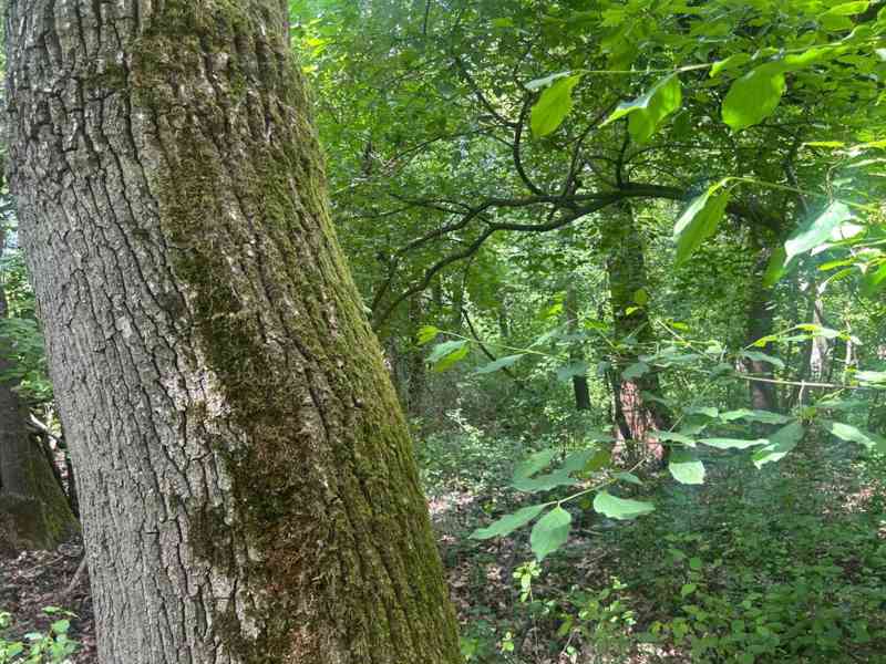 Krásna Veľká Lúka - foto 14