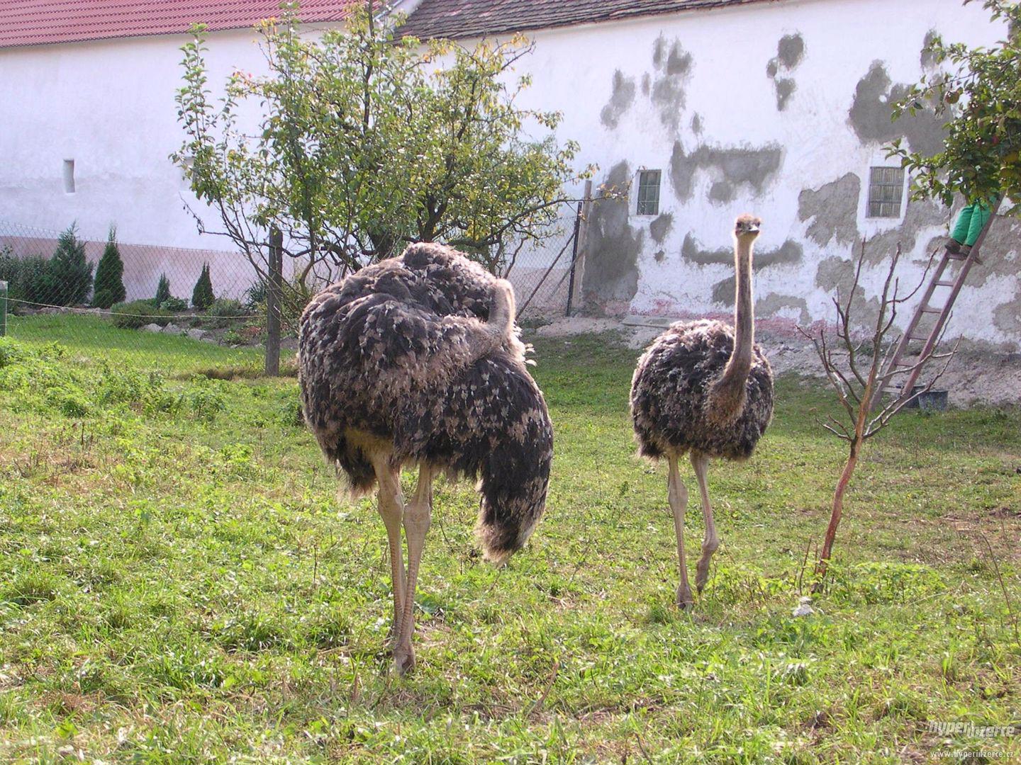 Prodám domácí PŠTROSÍ maso - foto 1