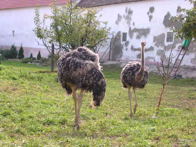 Prodám domácí PŠTROSÍ maso - foto 1