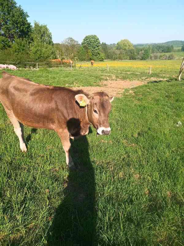 Jalovice Brown Swiss  - foto 4