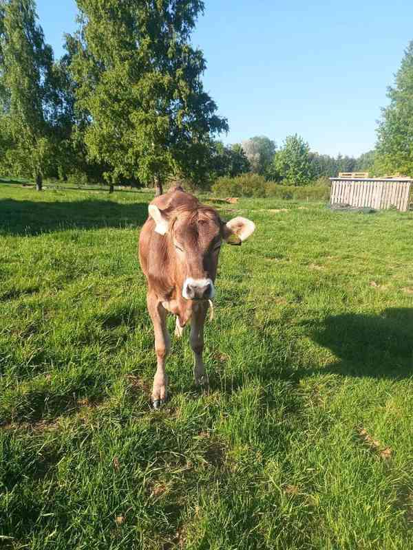 Jalovice Brown Swiss  - foto 3