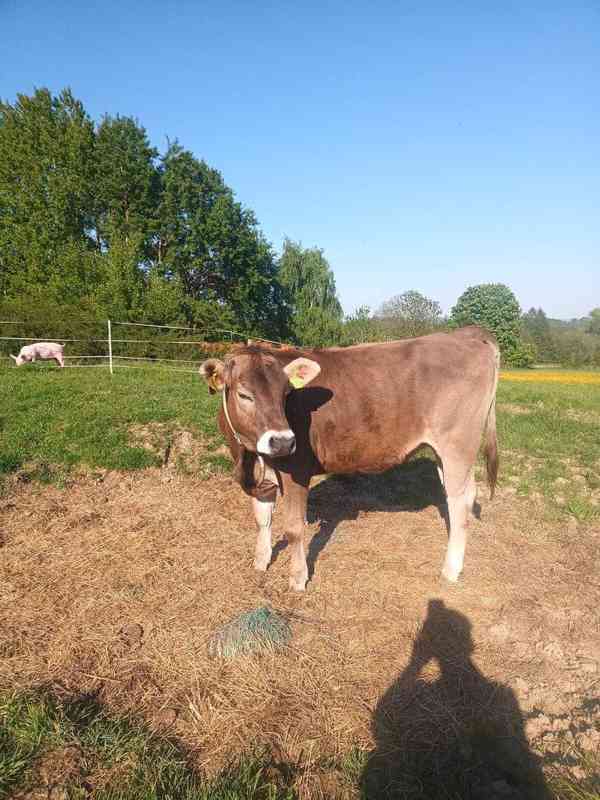 Jalovice Brown Swiss  - foto 2