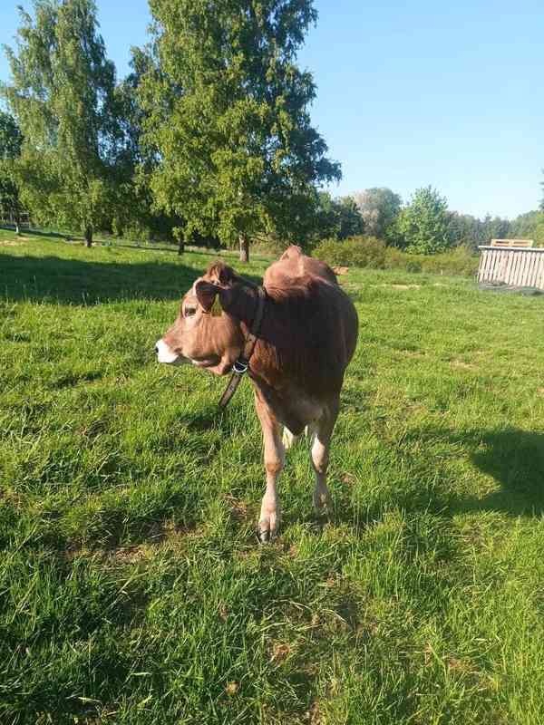 Jalovice Brown Swiss  - foto 5