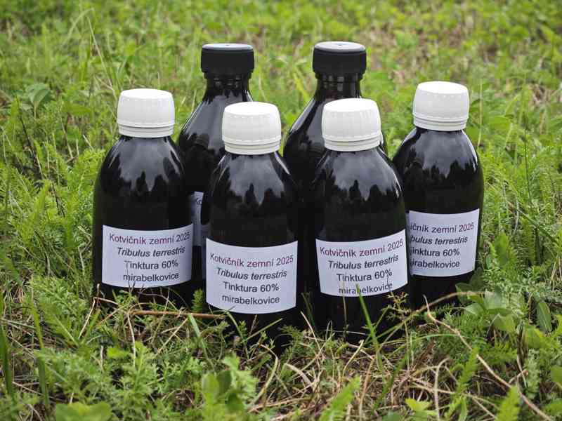 Kotvičník zemní (Tribulus terrestris) - foto 4