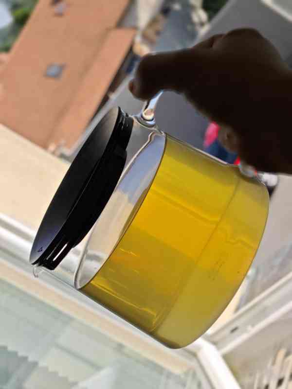 Kotvičník zemní (Tribulus terrestris) - foto 5