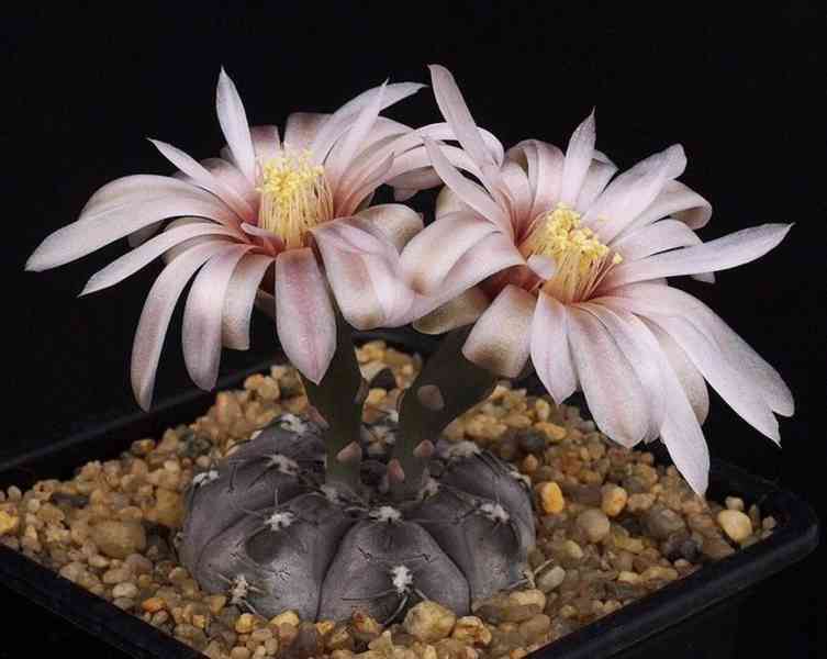 semena kaktusu Gymnocalycium berchtii