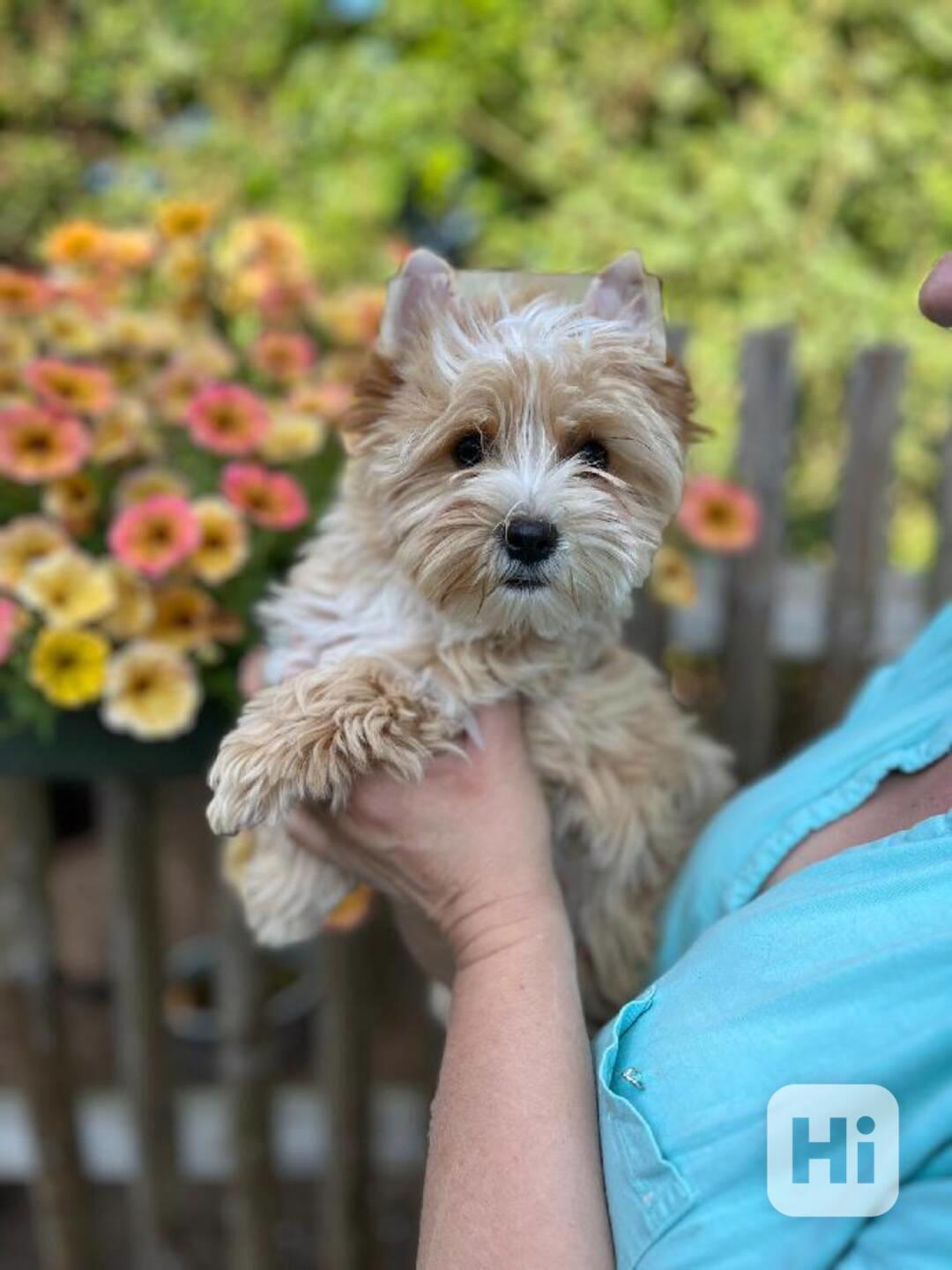 fenka golddust yorkshire terrier - foto 1
