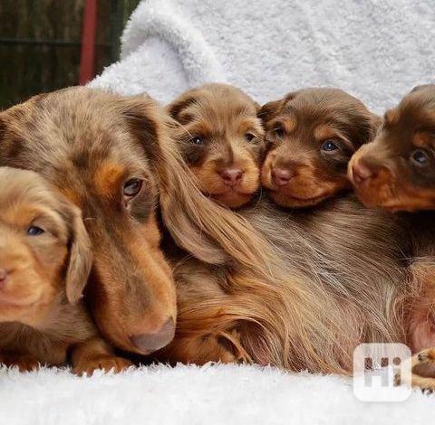 štěňata jezevčíka k adopci - foto 1
