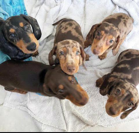 štěňata jezevčíka k adopci - foto 9