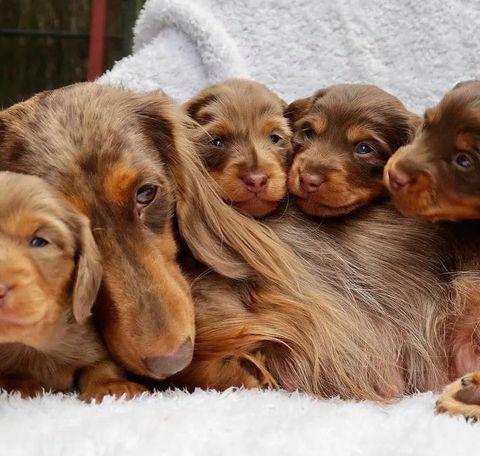 štěňata jezevčíka k adopci - foto 3