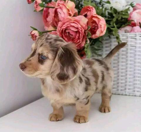 štěňata jezevčíka k adopci - foto 11