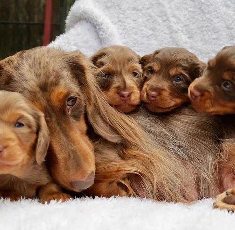 štěňata jezevčíka k adopci - foto 4