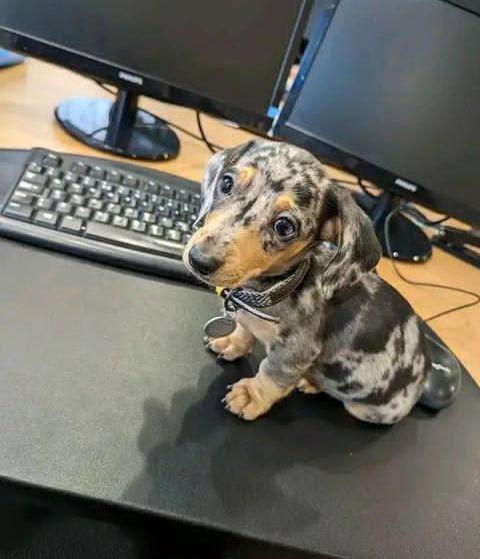štěňata jezevčíka k adopci - foto 10
