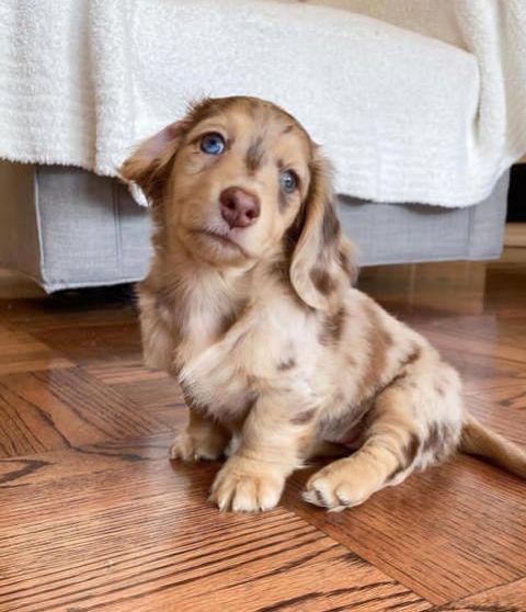 štěňata jezevčíka k adopci - foto 7