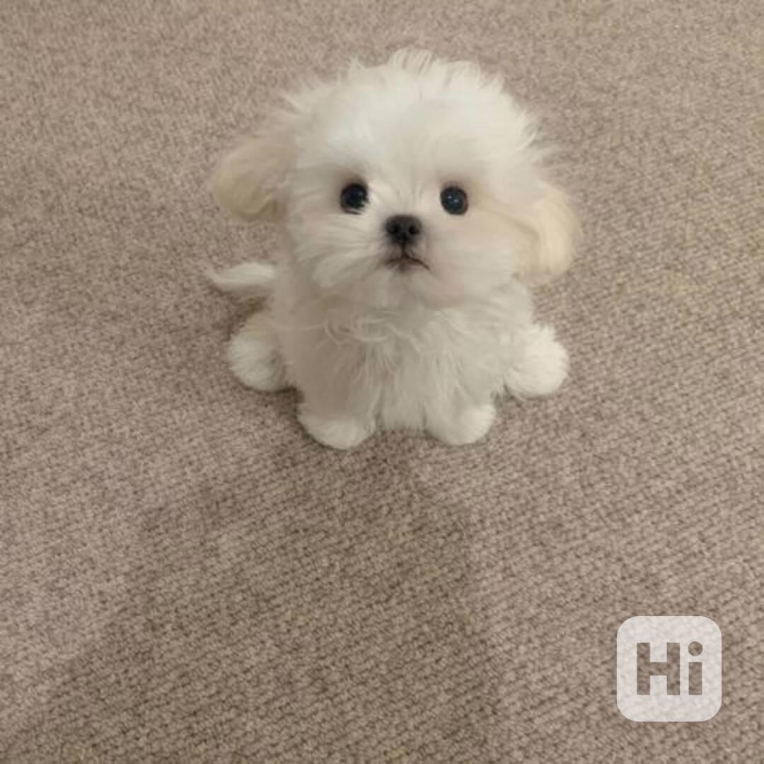  Zdravá štěňátka maltézáka a fenky k adopci zdarma   - foto 1