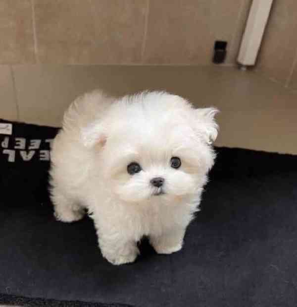  Zdravá štěňátka maltézáka a fenky k adopci zdarma   - foto 2