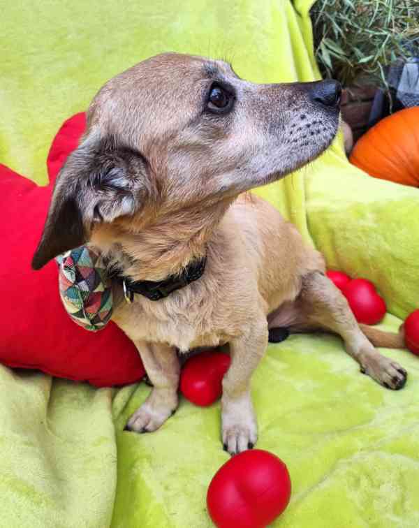 TONÍČEK - 6 kg, kastrovaný psík 12 let  - foto 2