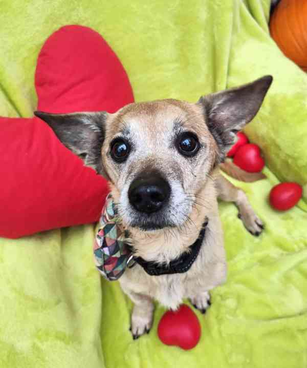 TONÍČEK - 6 kg, kastrovaný psík 12 let  - foto 1