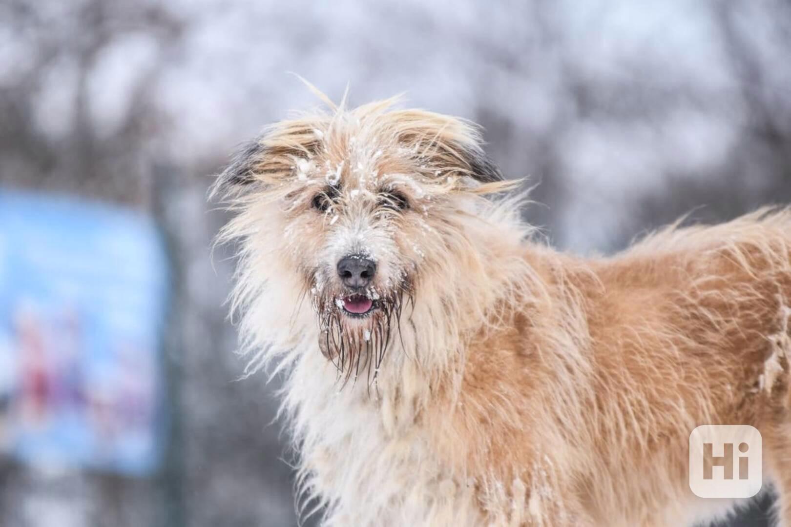 Kačenka z útulku Voříškov - foto 1