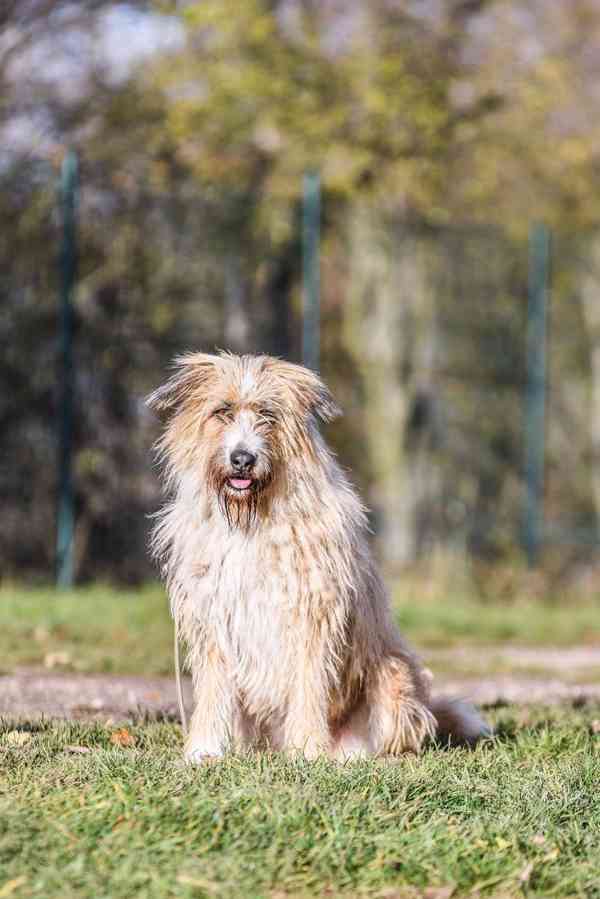 Kačenka z útulku Voříškov - foto 6